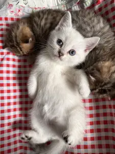 Котенок шотландец прямоухий