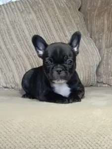 Французский бульдог