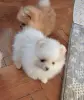 Щенки шпица.