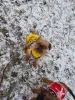 Брюссельский Гриффон.