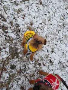 Брюссельский Гриффон.