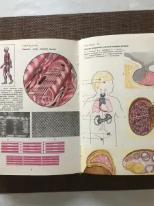 Вопросы возрастной физиологии 1974 г.