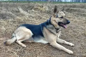 Замечательная собака Альма в дар