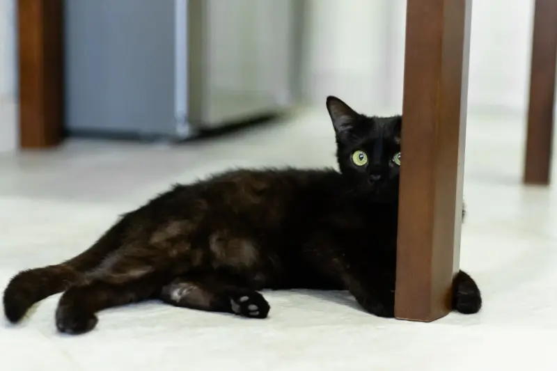 Юная черная кошечка Корни в дар