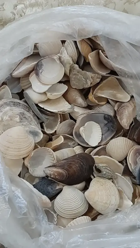 Ракушки морские ДОГОВОРНАЯ ЦЕНА 70грамм