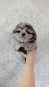 Чудо щеночки, мерле шпицы комочки, Ждут Вас!