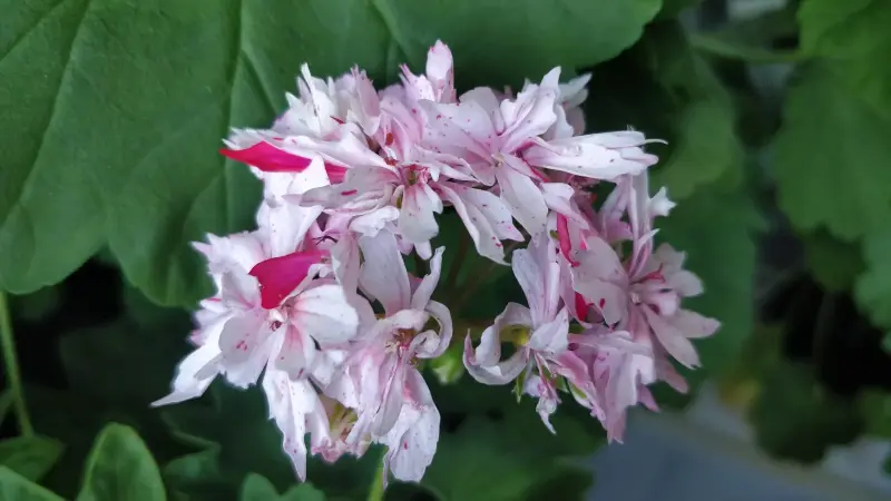 Герань звёздчатая (Cтеллар),- укоренённый кустик