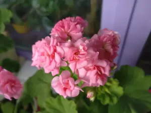 Герань розебудная Antique Rose,-молодое растение