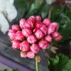 Герань тюльпановидная, - молодой кустик