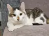 Кот Светик - пухнатый красавчик