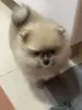 Домашние животные