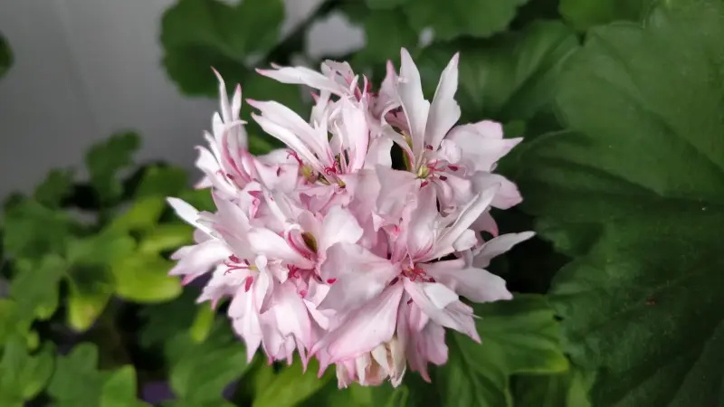 Герань звёздчатая (Cтеллар),- укоренённый кустик