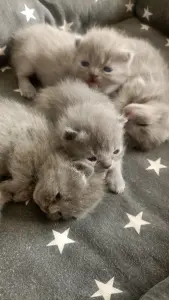 Британские котята