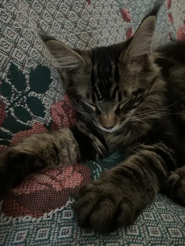 Котенок кот