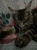 Котенок кот
