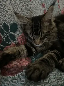 Котенок кот