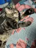 Котенок кот