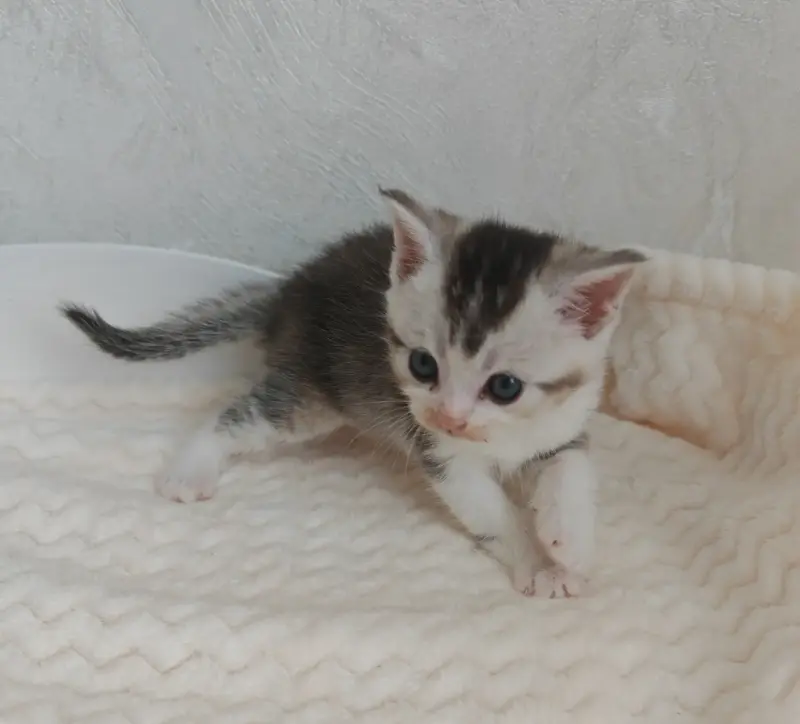 Шотландский малыши