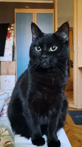 Кошечка даром