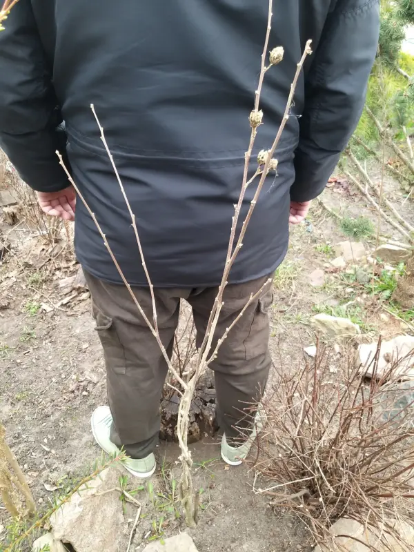 Гибискус