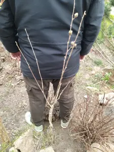 Гибискус