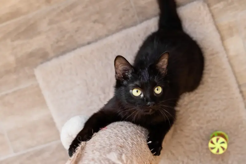 Юная черная кошечка Корни в дар