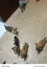 Щенки Джек Рассел терьера
