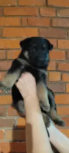 Щенки от немецкой овчарки