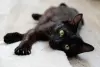 Юная черная кошечка Корни в дар