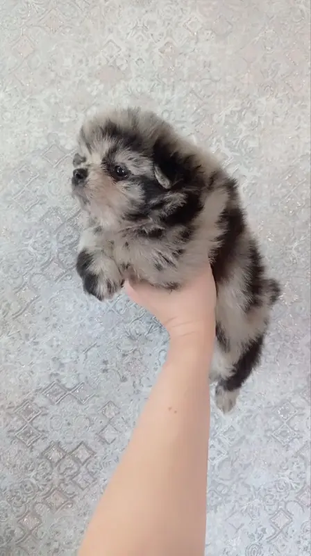 Чудо щеночки, мерле шпицы комочки, Ждут Вас!