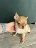Чихуахуа мальчик