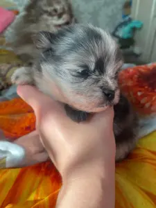 Щенки