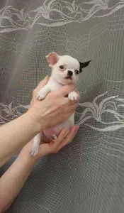 Мини мальчик чихуахуа