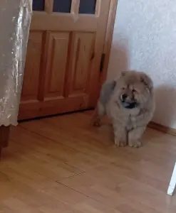 Чау-чау