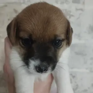Щенки Джек Рассел терьер