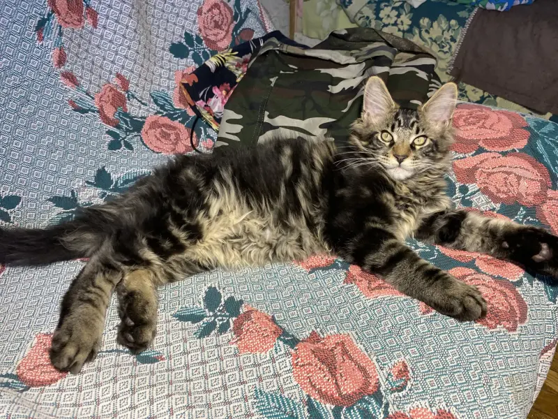 Котенок кот