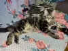 Котенок кот