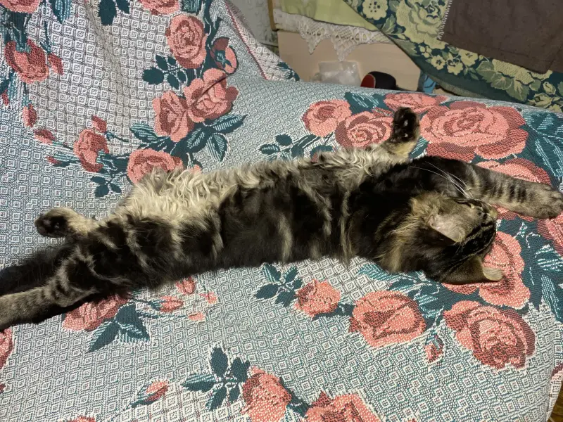 Котенок кот