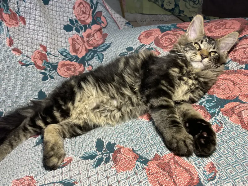 Котенок кот