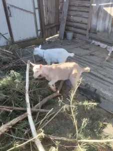 Козлик