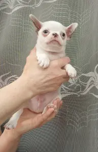 Мальчик чихуахуа