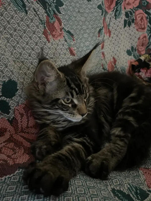 Котенок кот
