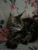 Котенок кот