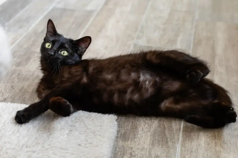 Юная черная кошечка Корни в дар