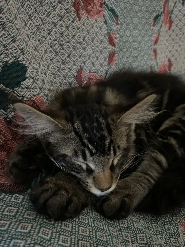 Котенок кот