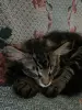Котенок кот