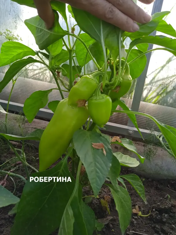 Продам сортовую рассаду перцев