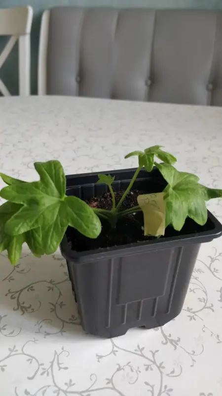 Герань звёздчатая (Cтеллар),- укоренённый кустик