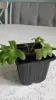 Герань звёздчатая (Cтеллар),- укоренённый кустик