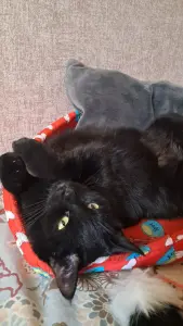 Кошечка даром